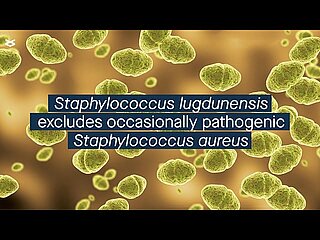 Staphylococcus lugdunensis competitively excludes occasionally pathogenic Staphylococcus aureus