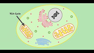 Visualization of Biochemical Processes - Storage of Platelets