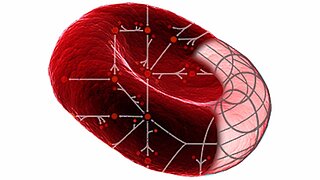 Temperature Dependence in Human Erythrocytes